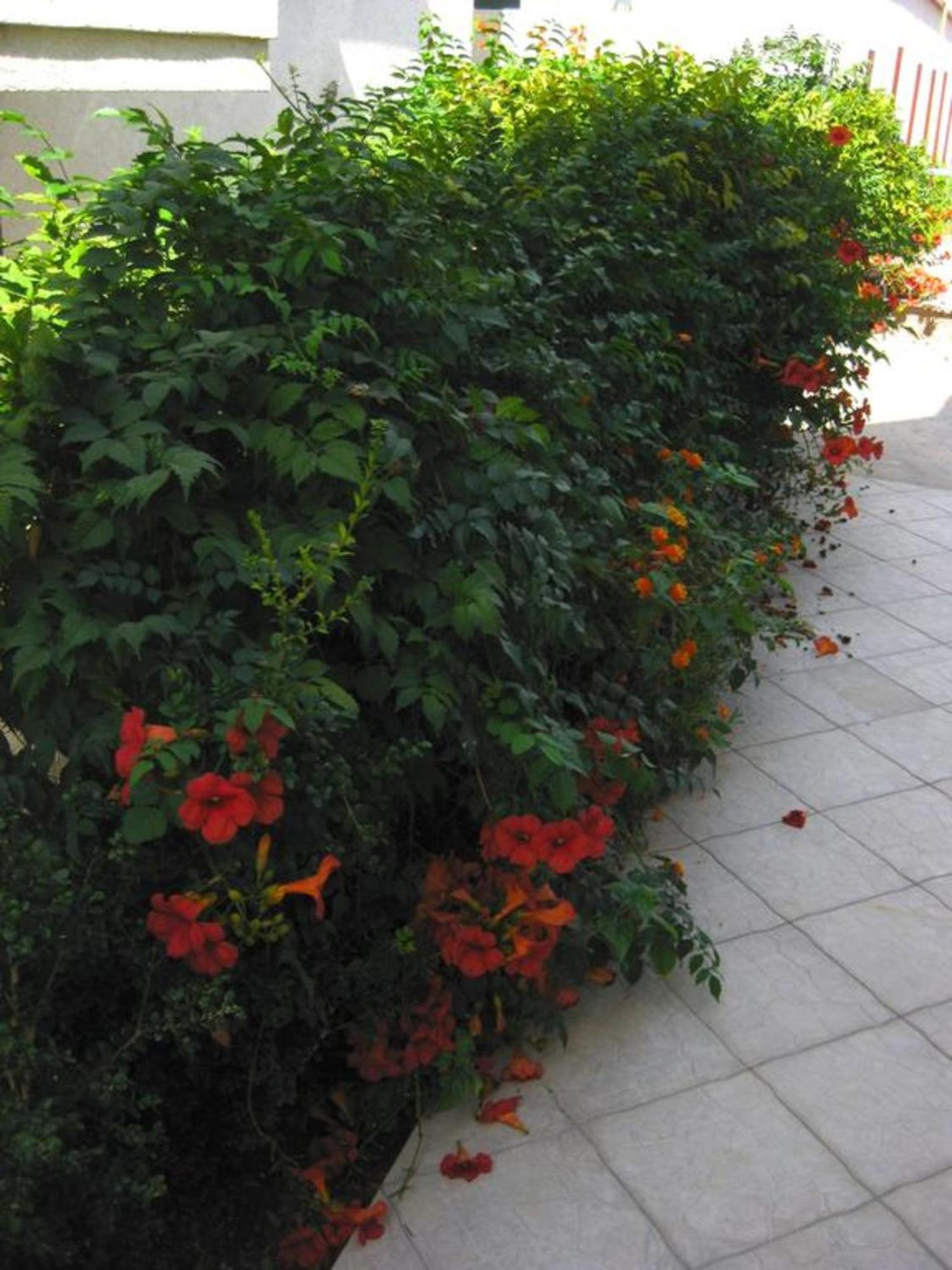 דוברה וודה Villa Alba Apartments מראה חיצוני תמונה
